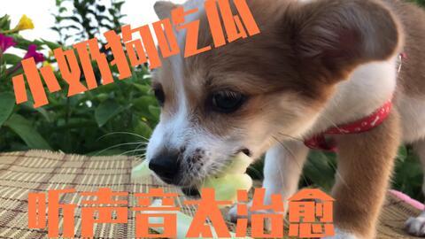 幼犬是否可以吃瓜,瓜类水果的适宜性解析