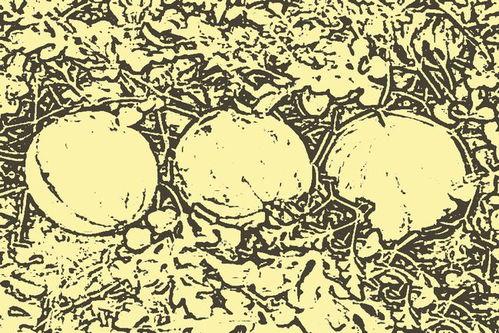 吃瓜乞丐,揭秘街头传奇人物的生活点滴