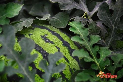 瓜儿吃瓜视频,揭秘网络热门视频背后的故事