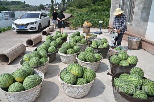 北龙湖年度吃瓜,盘点那些年我们一起“瓜”过的精彩瞬间
