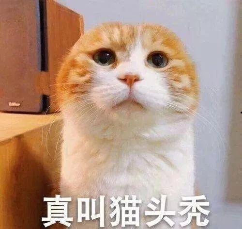 你个麻瓜蛋 吃瓜,揭秘“麻瓜蛋”吃瓜背后的趣味与真相