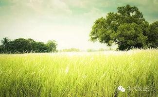 校园草地吃瓜,瓜香四溢的悠闲时光