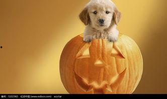 幼犬可以吃意大利瓜,意大利瓜——健康美味的辅食选择