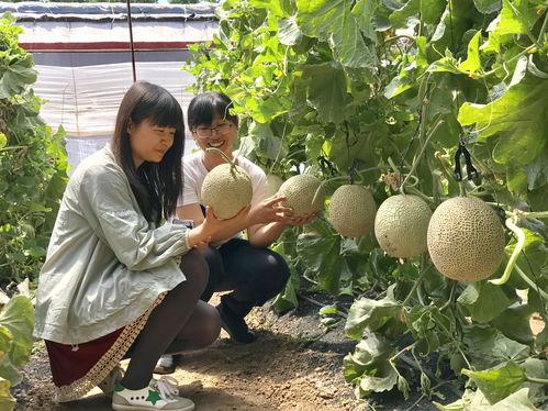 梦见买甜瓜吃瓜,甜蜜瓜果之旅