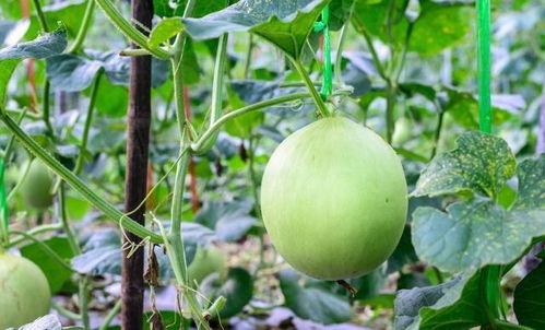 吃瓜吃的喉咙疼视频