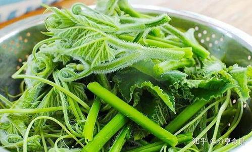 老瓜尖怎么吃,解锁美味新境界